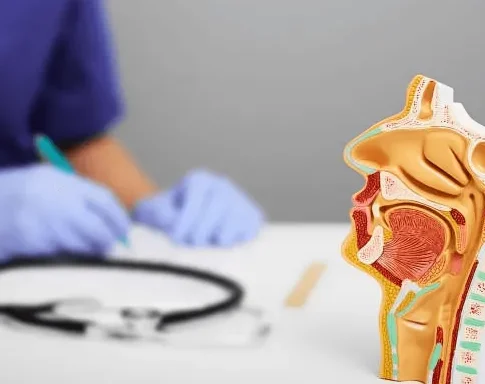 Un modello anatomico medico del naso e della gola umana è esposto su un tavolo presso la fisioterapia-coppede-medical-hub-roma, con uno stetoscopio e una persona che indossa guanti blu sullo sfondo.